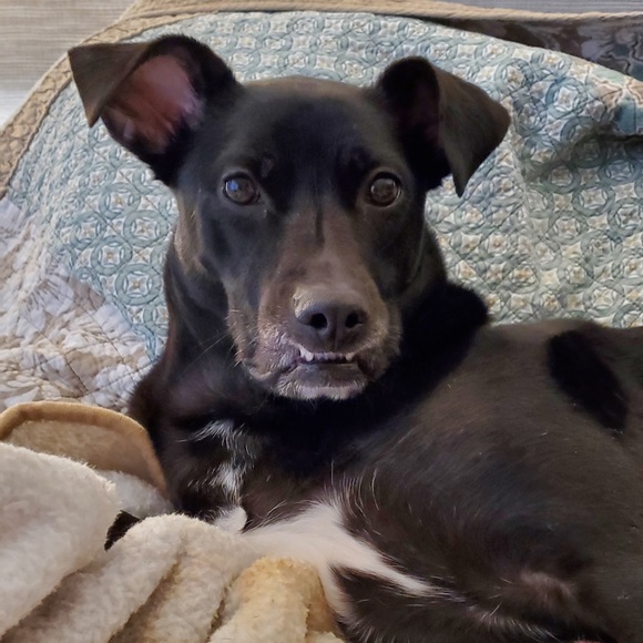 Meet your Posher, Carolynne - Picture 1 of 2